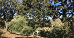 Oportunidad Venta de Finca en Antequera 12,7 Ha