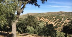 Oportunidad Venta de Finca en Antequera 12,7 Ha