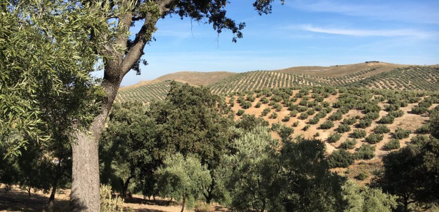 Oportunidad Venta de Finca en Antequera 12,7 Ha