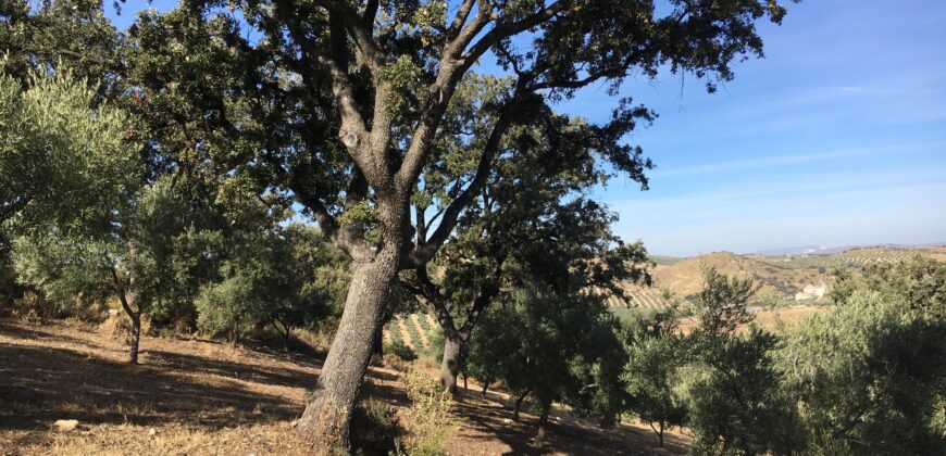 Oportunidad Venta de Finca en Antequera 12,7 Ha