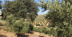 Oportunidad Venta de Finca en Antequera 12,7 Ha