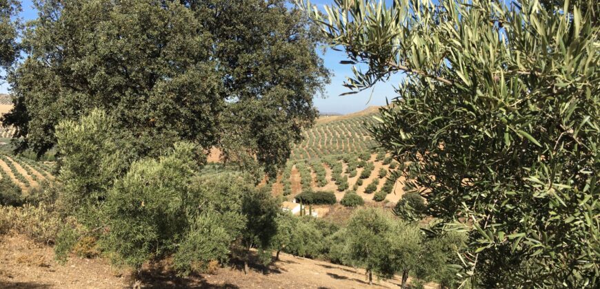 Oportunidad Venta de Finca en Antequera 12,7 Ha