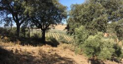 Oportunidad Venta de Finca en Antequera 12,7 Ha