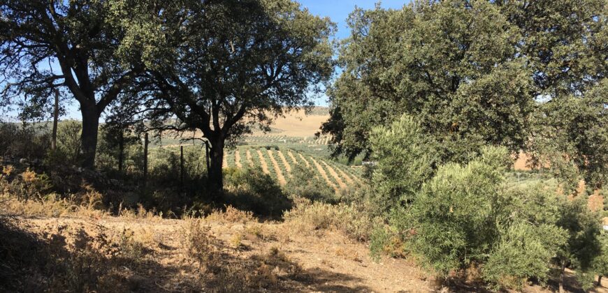 Oportunidad Venta de Finca en Antequera 12,7 Ha