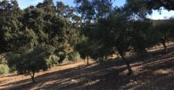 Oportunidad Venta de Finca en Antequera 12,7 Ha