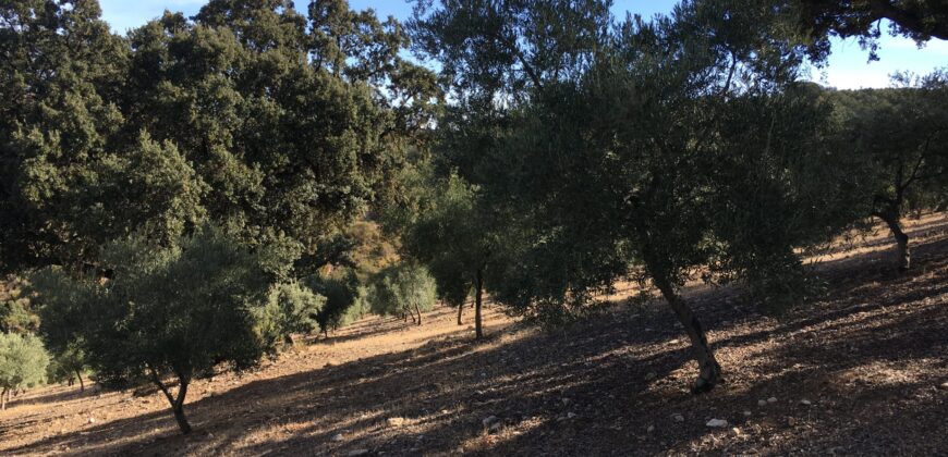 Oportunidad Venta de Finca en Antequera 12,7 Ha