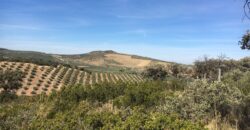 Oportunidad Venta de Finca en Antequera 12,7 Ha