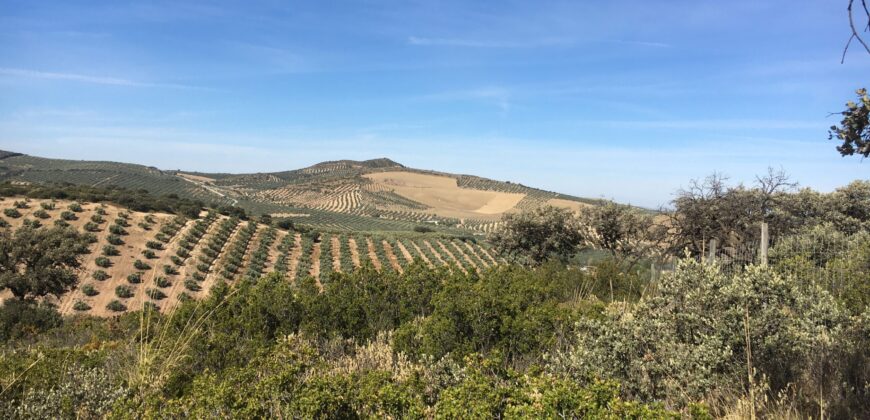 Oportunidad Venta de Finca en Antequera 12,7 Ha