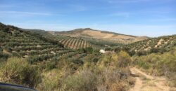 Oportunidad Venta de Finca en Antequera 12,7 Ha