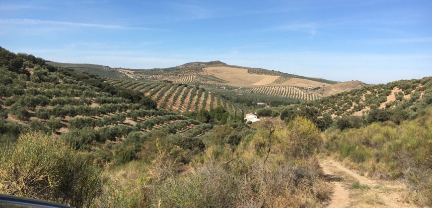 Oportunidad Venta de Finca en Antequera 12,7 Ha