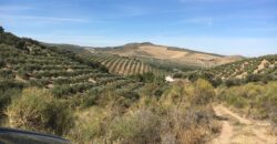 Oportunidad Venta de Finca en Antequera 12,7 Ha