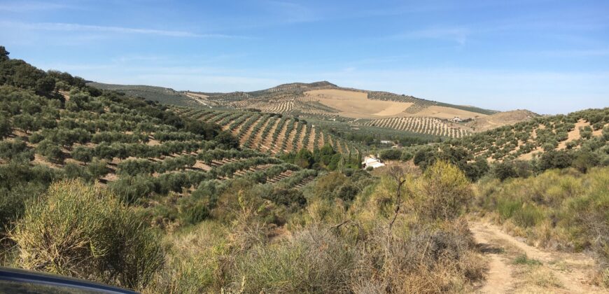 Oportunidad Venta de Finca en Antequera 12,7 Ha